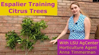 Espalier Training Citrus Trees [upl. by Laing]