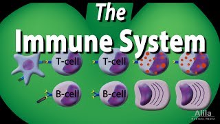 The Immune System Overview Animation [upl. by Meehaf]