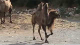 Bactrian camel [upl. by Linnet530]