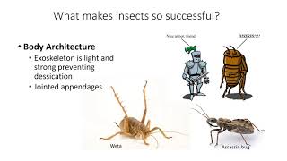 Introduction to Entomology [upl. by Heiney]