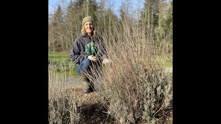 Spring Prep How to cut back Lavender [upl. by Noit245]