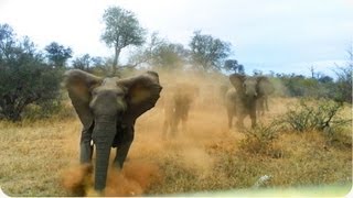 Elephant ATTACKS Safari Jeep [upl. by Nasah]