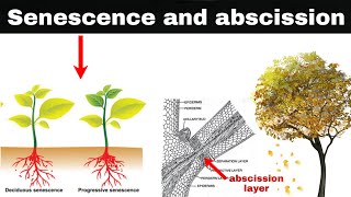 senescence and abscission in plants [upl. by Bigod]