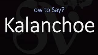 How to Pronounce Kalanchoe 2 WAYS British Vs American English Pronunciation [upl. by Vanden798]