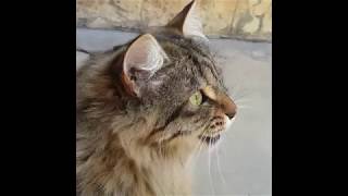 Cats Chirping and Chattering  CAT COMPILATION [upl. by Clerk]