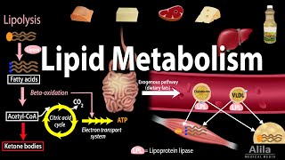 Lipid Fat Metabolism Overview Animation [upl. by Nicolis]