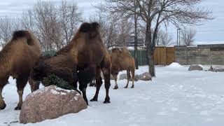 Bactrian Camels in winter [upl. by Damiano386]