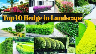 Top 10 Hedge used in Landscaping in IndiaHedge Plants For LandscapeBest Plants for Landscape [upl. by Ayotel388]