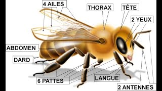 Anatomie de labeille Abeille [upl. by Grete840]