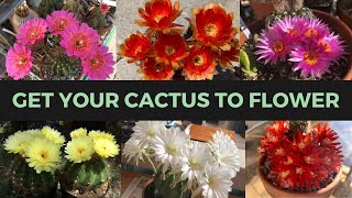 How to Make a Cactus Bloom ABUNDANTLY  Cactus Collection [upl. by Nnep]