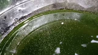 DAPHNIA MOINA CULTURE IN A SMALL BUCKET [upl. by Mcmullan]