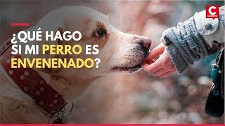 ¿Cómo salvarle la vida a tu perro si es envenenado [upl. by Adriena]