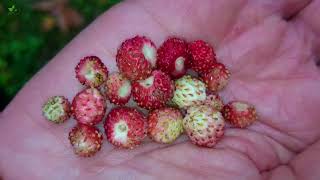 Wild Strawberry Fragaria vesca small but very tasty [upl. by Neenaej]