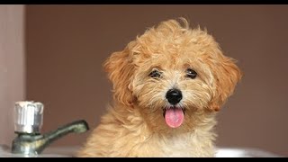 Maltipoo  Comprehensive Dog Review with Compilation [upl. by Aibara917]