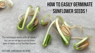 How to Germinate Sunflower Seeds This is COOL [upl. by Inafit828]