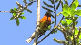 Blackheaded Grosbeak [upl. by Cila]