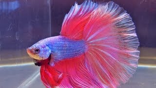 The International Betta Competition  magnificent fighting fish on show [upl. by Osric]