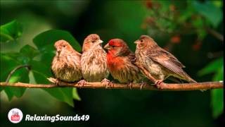 Sonido de Canto de Pajaros por una hora  Birdsing for 1 hour [upl. by Hedve]