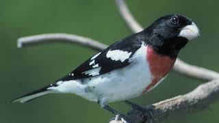 Rosebreasted Grosbeak Bird Sound Video Birds Songs Eastern North AmericaNature Sounds for Sleep [upl. by Er878]