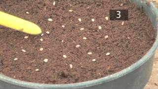 How To Plant Seeds In Pots  Gardening Ideas Tips amp Advice  Homebase [upl. by Janela266]