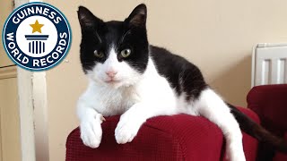 Loudest Purring Cat  Guinness World Records [upl. by Jeanie]