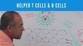 Helper T cells  CD4 and B cells  Lymphocytes  Immunology [upl. by Alphonse]