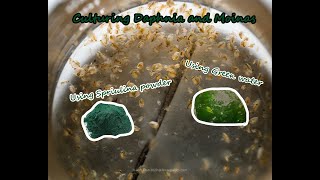 How To Culture Daphnia and Moinas using Green Water Spirulina powder [upl. by Einhorn]