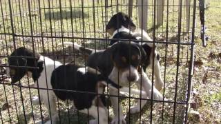 Treeing Walker Coonhound Pups [upl. by Kcirddahc]