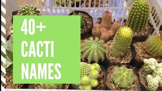 Cacti Names and Pictures Cacti Types and Identification [upl. by Ybreh]