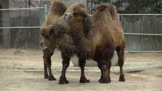 Bactrian Camels [upl. by Wistrup]