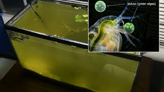 Raising Daphnia for the Freshwater Aquarium [upl. by Lewin]