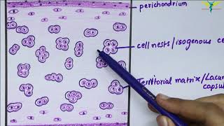 Autologous chondrocyte implantation at the Cartilage Repair Center [upl. by Paresh626]