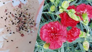 How to Collect Carnations Seeds [upl. by Harrow]