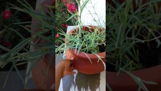 Growing carnations from seeds Part 2 [upl. by Anilatak810]