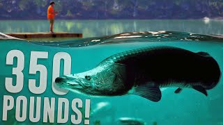 Catching A 6ft 350 Pound River Monster  Freshwater Fishing Sim  The Catch Carp amp Coarse [upl. by Ahsakal222]