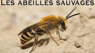 Les abeilles sauvages [upl. by Otxilac]