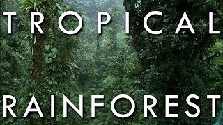 The Tropical Rainforest Climate  Secrets of World Climate 1 [upl. by Ethelin]