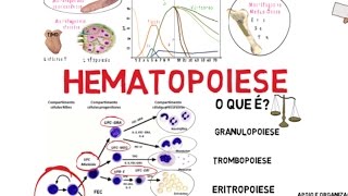 Hematopoiese [upl. by Wadsworth]