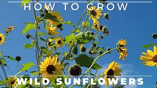 Wild Sunflower  Complete Grow and Care Guide [upl. by Gaye]