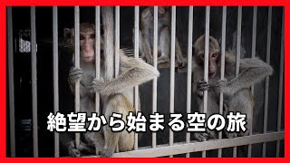 絶望から始まる実験室行きのサルの旅【動物実験霊長類】 [upl. by Goltz425]