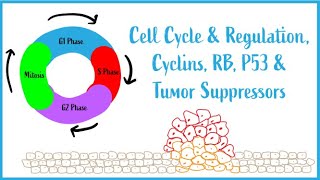 Cell Cycle amp Regulation Mitosis Cyclins RB P53 amp Tumor Suppressors USMLE Esssentials [upl. by Onez]