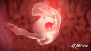 Fetal Development 3D Animation  Infuse Medical [upl. by Rebliw705]