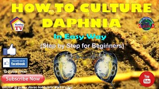 HOW TO CULTURE DAPHNIA In Easy Way [upl. by Cassandre626]