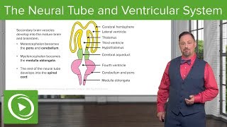 Neural Tube and Ventricular System Vesicle Stages amp Hydrocephalus – Embryology  Lecturio [upl. by Eneleoj]