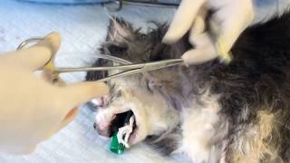 Esophagostomy Tube Placement Critical Care In Small Animal Practice [upl. by Yeldar930]