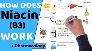 How does Niacin B3 Work  Pharmacology [upl. by Angelis579]