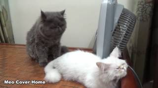 Cats Mating for the first time Cats on heat How Cats mate [upl. by Jones]