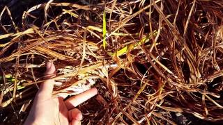 How to Cut Back Daylilies in Fall [upl. by Rosabelle885]