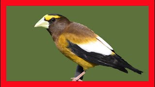 Evening Grosbeak Song Evening Grosbeak Call  Pepitero Norteño Canto  Coccothraustes Vespertinus [upl. by Enial]