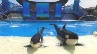 SeaWorld One Ocean Full Show DVD Version [upl. by Vig]